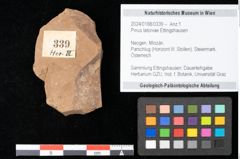 Foto (Objekt + Etikett) von Pinus latoniae Ettingshausen (NHMW-GEO-2024-0188-0339)